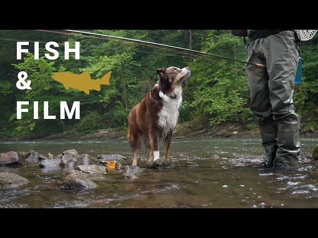 Fish and Film: One Morning for Versatility - Nymphs, Dry Flies, Streamers, Cold Water & Wild Trout