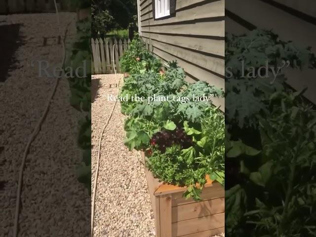 People Have A LOT To Say About My Garden!! #gardenary