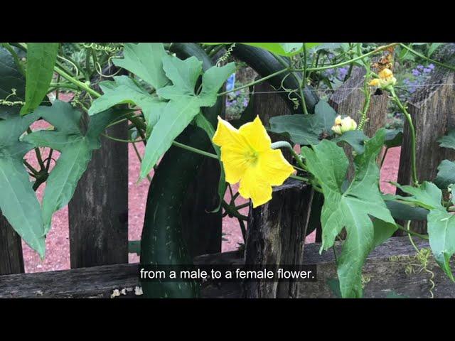 Growing Loofah Gourds