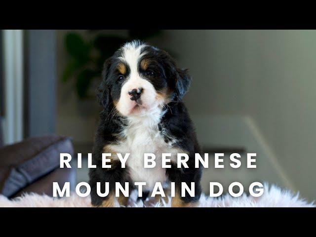 Riley Bernese Mountain Dog Puppy Here at Mountain Dog Companion!