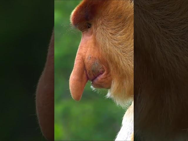 Only male proboscis monkeys have long and big noses. #proboscis #bekantan #borneoforest