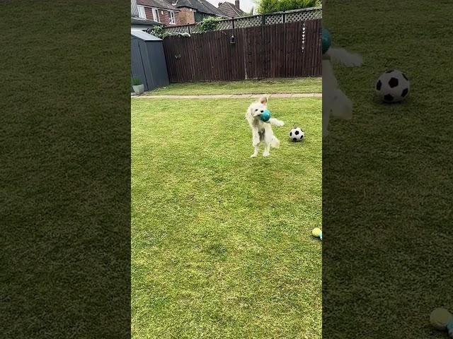 Milo the Cavapoochon - Slow Motion Catch #puppy #onlymilothedog #pets #cavapoochon