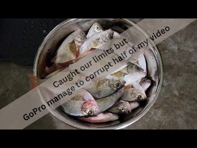 Surf Perch fishing in Ocean Shores WA