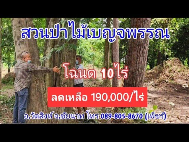 ปท460 ขายด่วน ️สวนป่าจังหวัดชัยนาท 10ไร่ ลดเหลือไร่ละ 190,000บาท ฟรีโอน 0898058670 (เพ็ชร์)