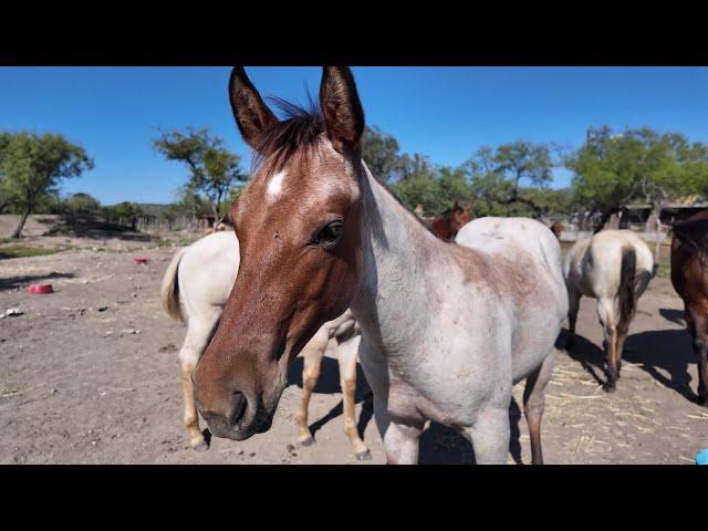 De paseo por RANCHO EL TANQUE en Nuevo León