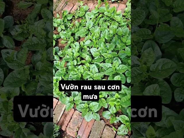 Vườn rau sạch sau cơn mưa.#rausach