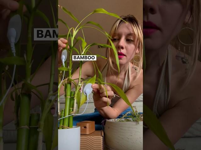 Will this bamboo plant sing? Let’s tune in with PlantWave. #plantmusic #plantwave #bamboo #nature