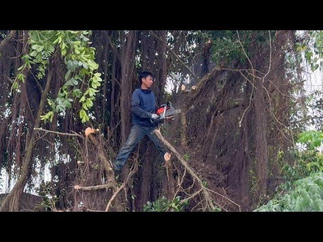 [Cleanup Overgrown] Cut down 2 large overgrown trees causing danger in the front yard