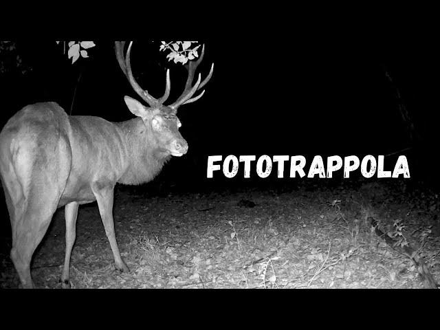 Ho lasciato la mia fototrappola nel bosco per 3 mesi