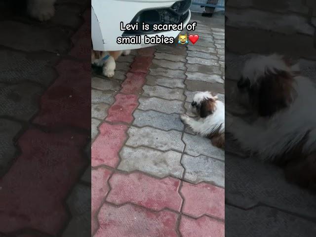 Cuties #levi #youtubeshorts #ytshorts #shihtzu #shorts #youtube #cat #barking #baby