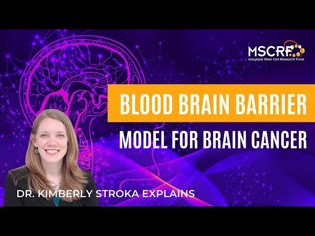 Blood Brain Barrier Model for Brain Cancer | Dr. Kimberly Stroka - Maryland Stem Cell Research Fund