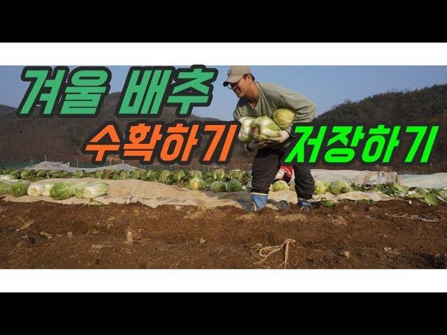 농부이로그 #3 | 겨울배추 수확하는법 / 배추저장하기