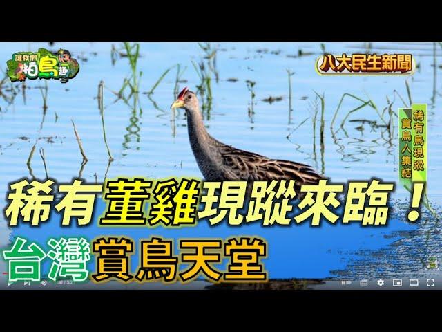 台灣賞鳥天堂 稀有「董雞」現蹤來臨！ |【讓我們拍鳥趣】| 2022071101 @gtvnews27