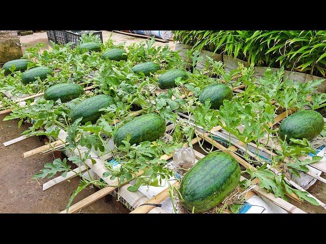 The method of growing watermelon the whole world does not know, the fruit is too big and sweet