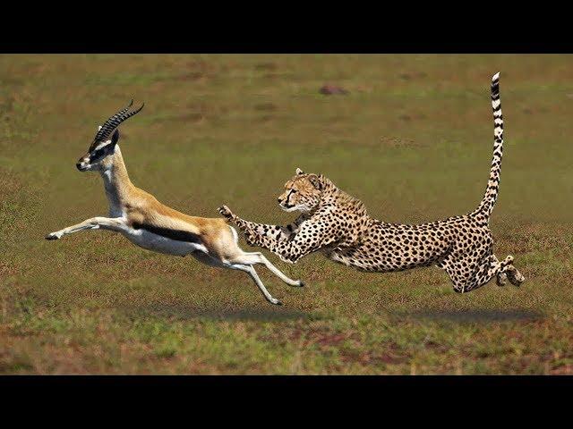 Most Amazing Big Cats Hunting Attack Compilation   Cheetah Lions Jaguar Leopard