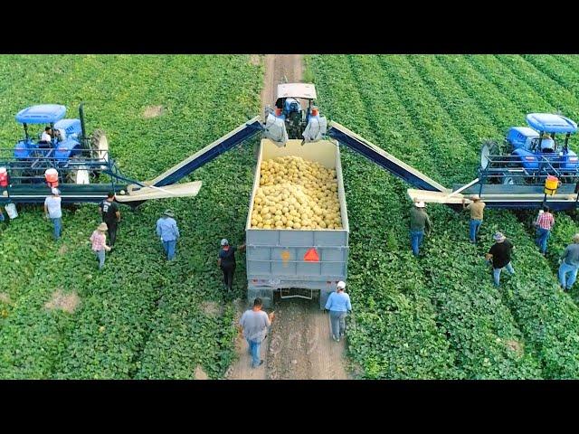 How American Farmers Harvest Thousands Of Tons Of Fruits And Vegetables #2