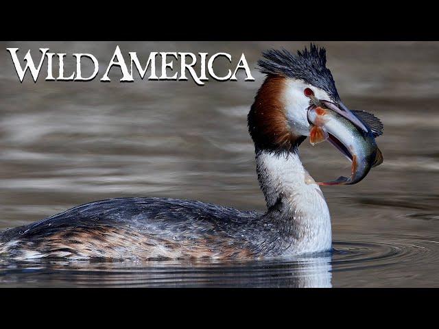 Wild America | S2 E8 Wild Wings | Full Episode HD