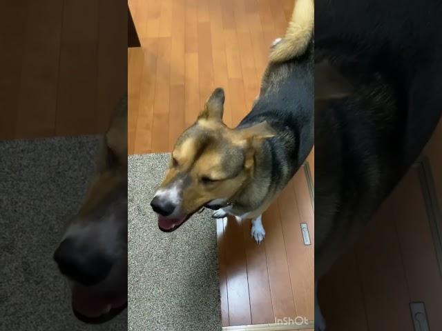 言葉がわかる犬