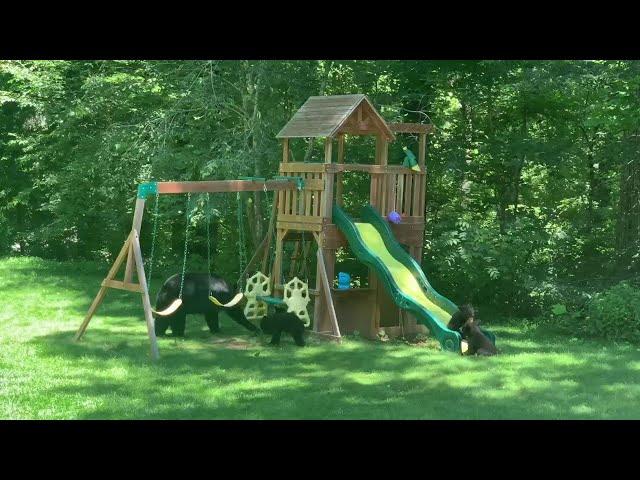 Family of Bears Having Some Playground Fun || ViralHog