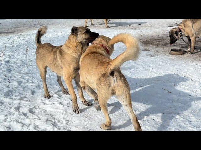 DUMAN KARABAŞI BIRAKIP BERAZIN TARAFINA MI GEÇTİ. İLK DEFA DUMANLA BERAZ..