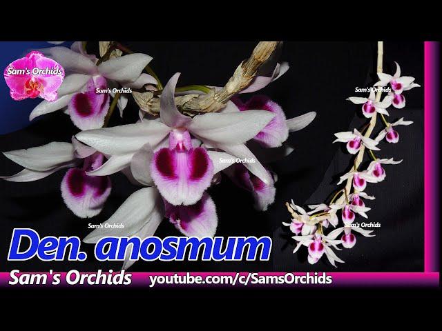 Orchid with powerful fragrance in summer - Late blooming【Dendrobium anosmum】