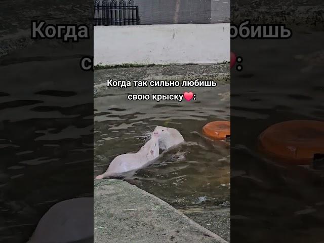 Цьмок #мем #нутрия #бобр
