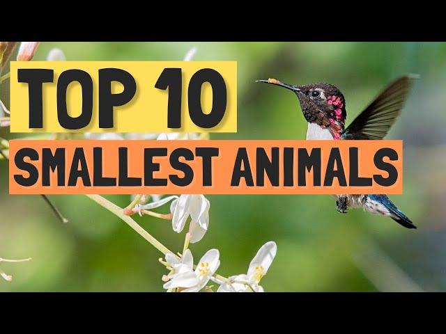 Top 10 Smallest Animals in the World