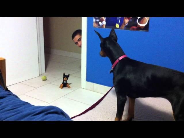 funny scared doberman