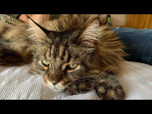 Experience Real Life With A Maine Coon Cat