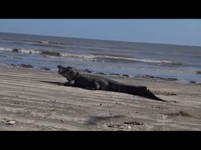 Massive alligator spotted on Texas beach