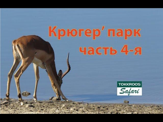 Kruger National park_ selfdrive Национальный Парк Крюгера (4 часть).. о правилах и предосторожностях
