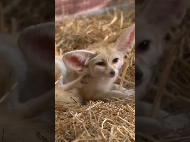 Meet the Fennec Fox - The Most Adorable Animal in the World#shorts