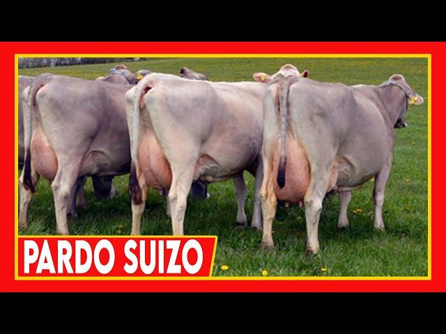  GANADO LECHERO  Caracteristicas del Pardo Suizo  Vacas Lecheras Brown Swiss Cow