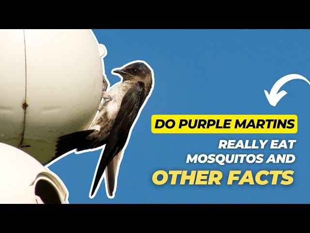 Do Purple Martins Really Eat Mosquitos and Other Facts