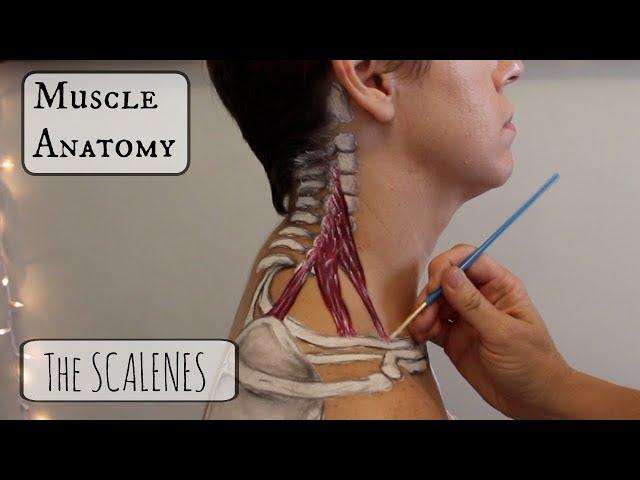 Muscle Anatomy: The SCALENES