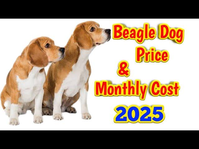 Beagle dog price in india 2025 || price of beagle dog and monthly expenses
