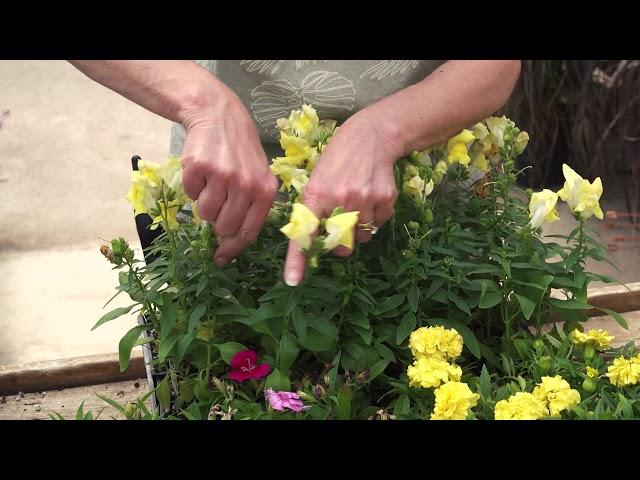 Deadheading Flowers