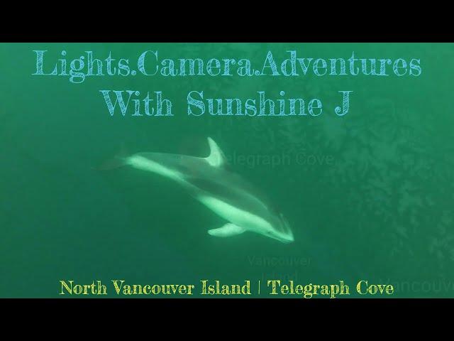 North Vancouver Island | Telegraph Cove | Orcas, Dolphins, Porpoises, Otters, Sea Lions & Humpbacks