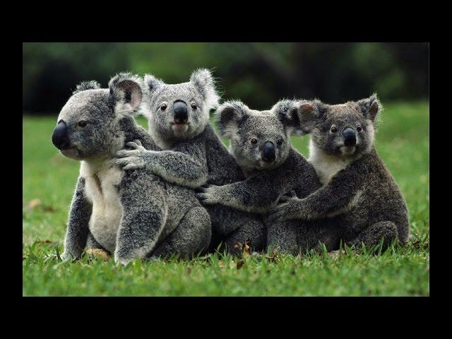 Documentaries discovery channel - Koalas Slow Life - animal planet documentary - wildlife animals