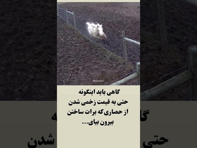 حصاری که درش هستی رو بشکن ، رها شو ... و زندگی کن