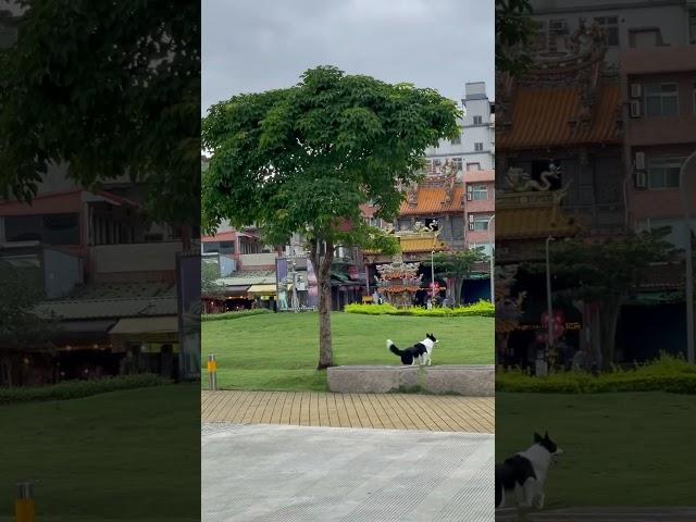 Doggy chasing flocks of doves 🩵#shortsvideo #youtubeshorts #cuteanimals #dog #tamsuitaiwan