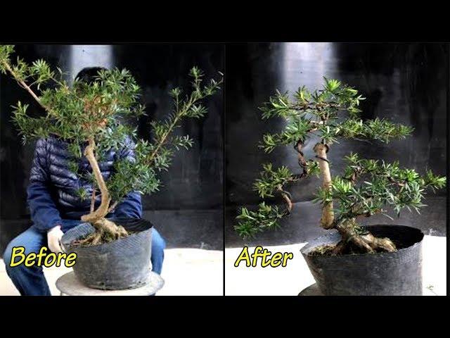 How to design a bonsai - Bonsai Design Ideas #17