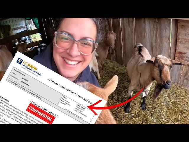 NOT What I Expected! Goat Genetic Casein Test:  Results ARE IN! | Vlogmas Day 13