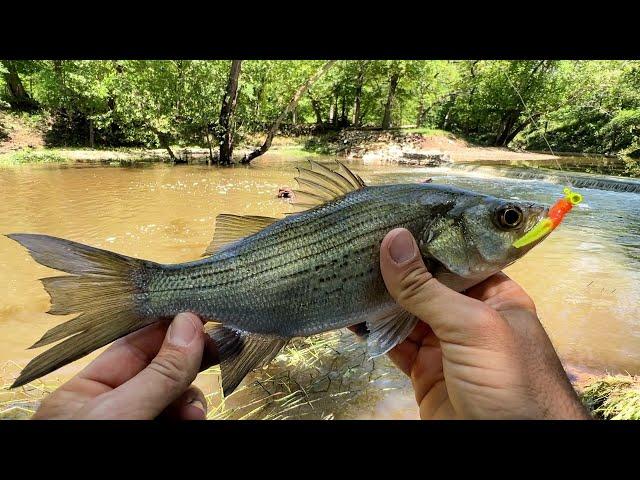 The Flood Brought Us a Fish Fry!