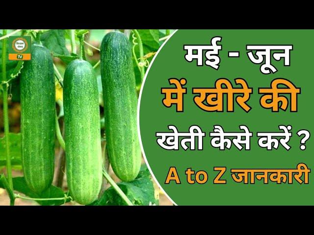 Success Story: खीरे की खेती से बदली किसान की किस्मत – 3 महीने में लाखों की कमाई!  | #cucumber