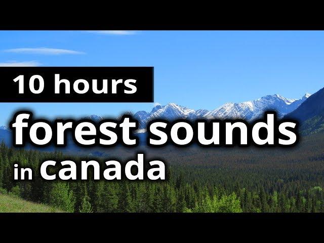 FOREST SOUNDS - CANADIAN Boreal FOREST in Summer SLEEP SOUNDS for sleep, relaxation