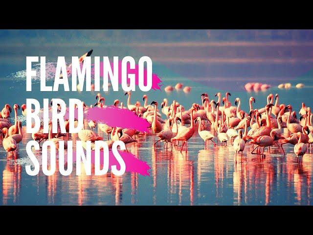 These Flamingos Have Sweet Dance Moves | Bahrain