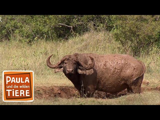 Achtung Büffel! | Reportage für Kinder | Paula und die wilden Tiere