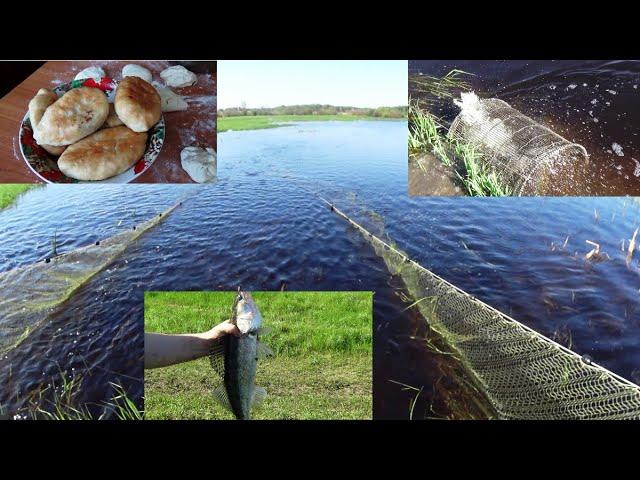 Завели бредень и достали мордушку! Судак!  Настряпали пирогов с диким щавелем!