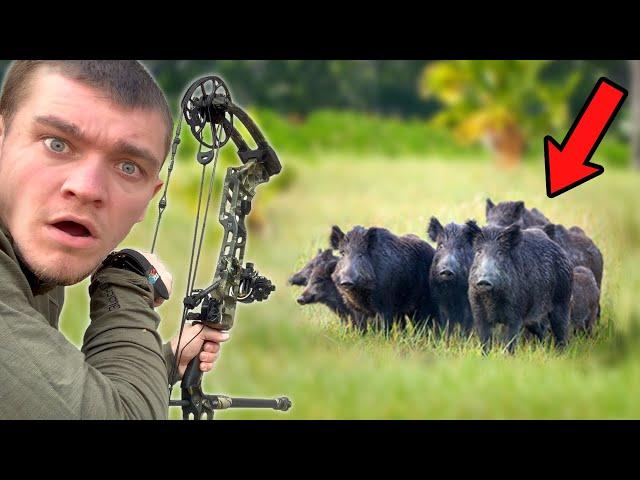 I Hunted Wild Hogs with Bow and Arrow!